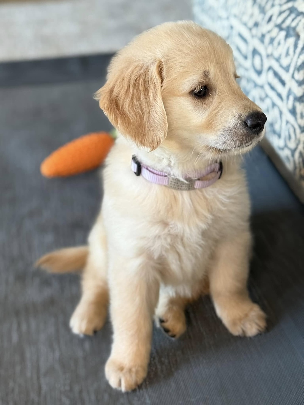 AKC Golden Retriever photo 1