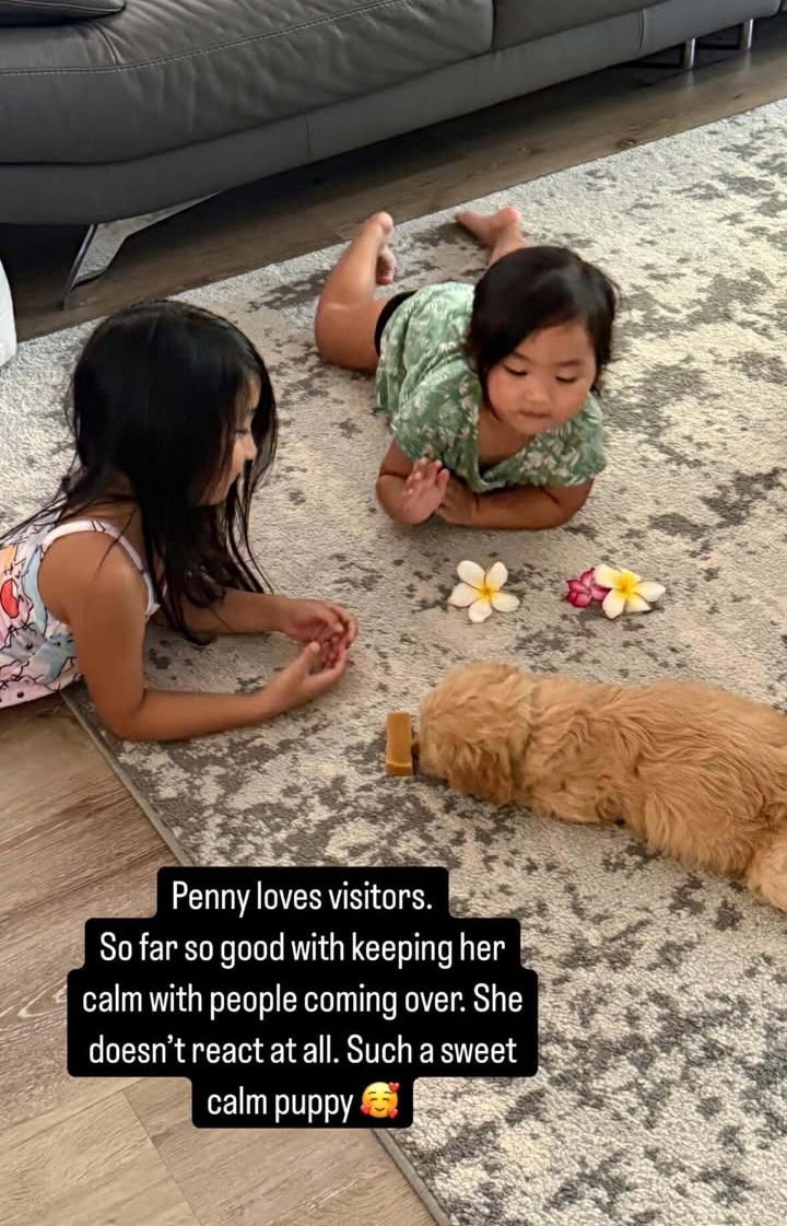 Two young children lie on a rug indoors, watching golden retriever puppies from Hawaii calmly sniff a treat. There are flower decorations on the rug, and the scene looks peaceful and cozy.