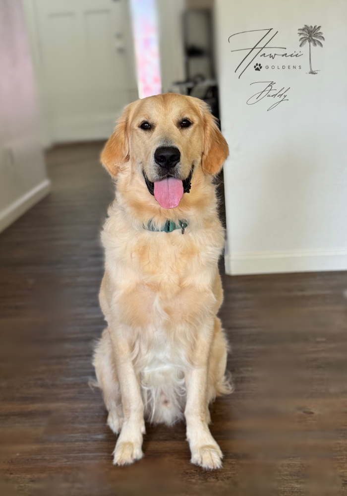 Buddy