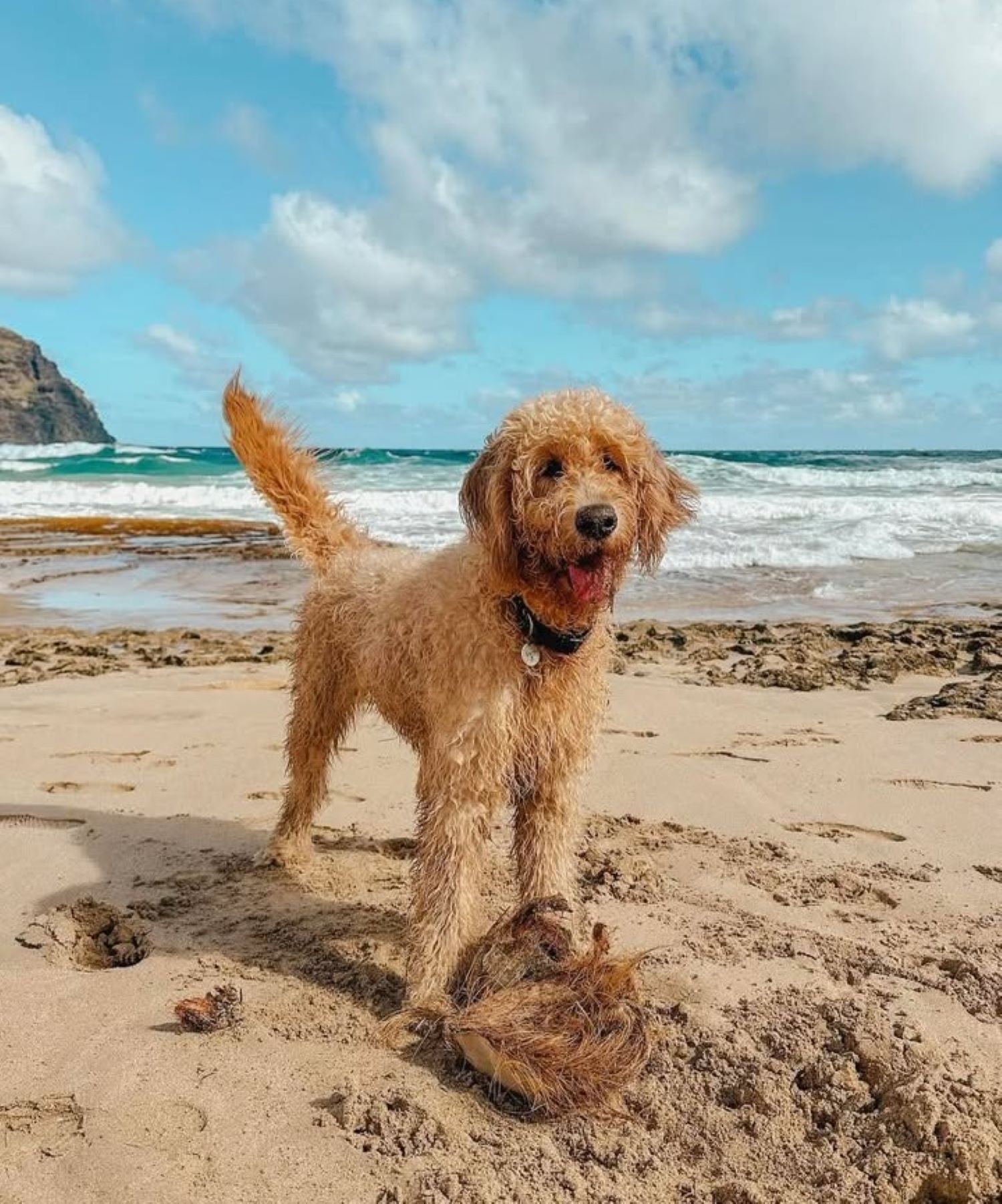 A curly-haired dog stands on a sandy beach near the water, looking happy with its tongue out. The sky is partly cloudy, and ocean waves are visible in the background.