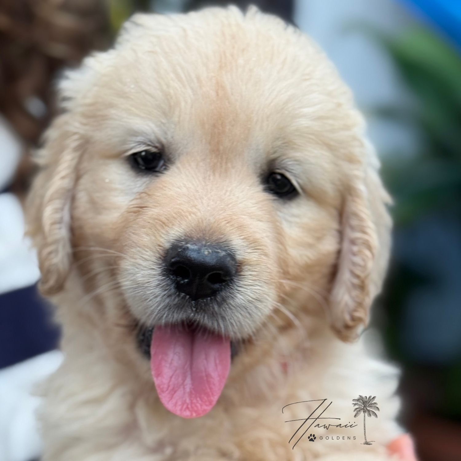 AKC Upcoming Fall 2026 Litters – Applications Are Open photo 4
