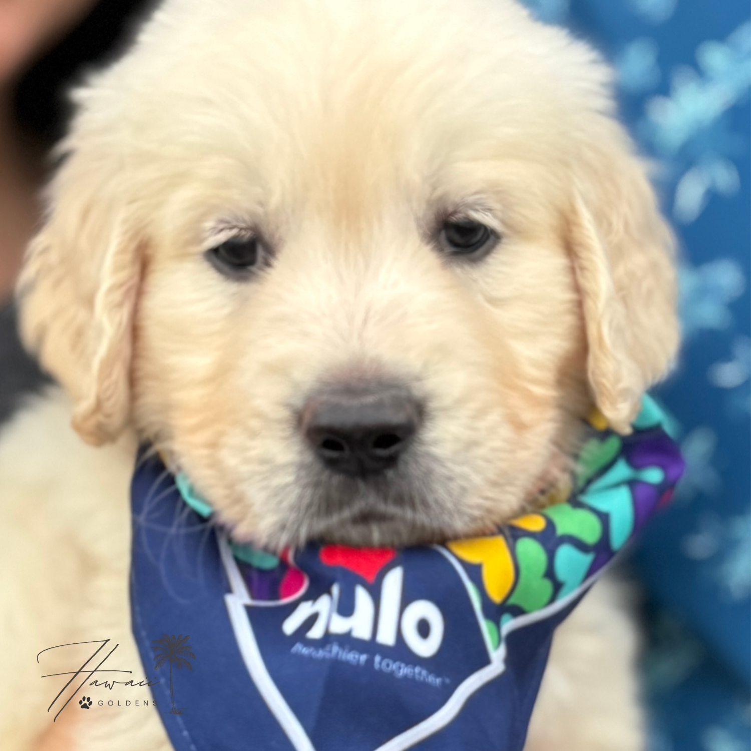 AKC Upcoming Fall 2026 Litters – Applications Are Open photo 5