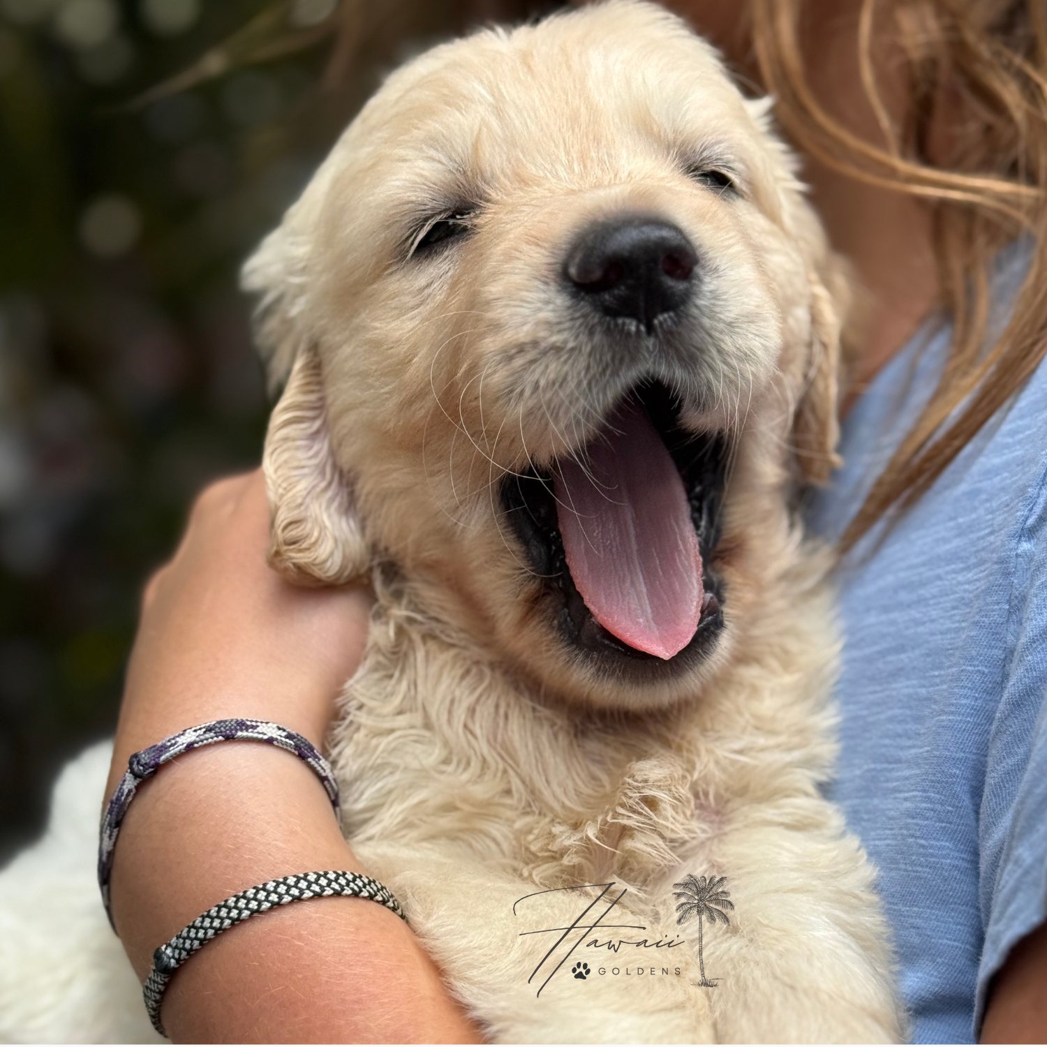 February Litter – Darby x Buddy photo 2