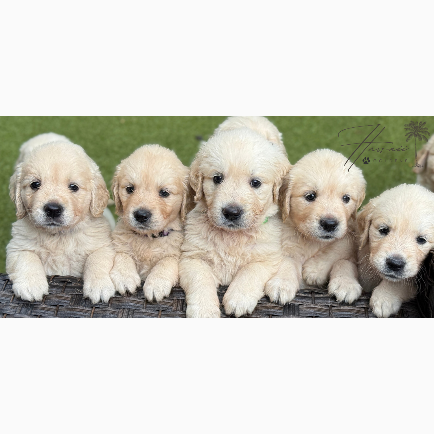 AKC Upcoming Fall 2026 Litters – Applications Are Open photo 6