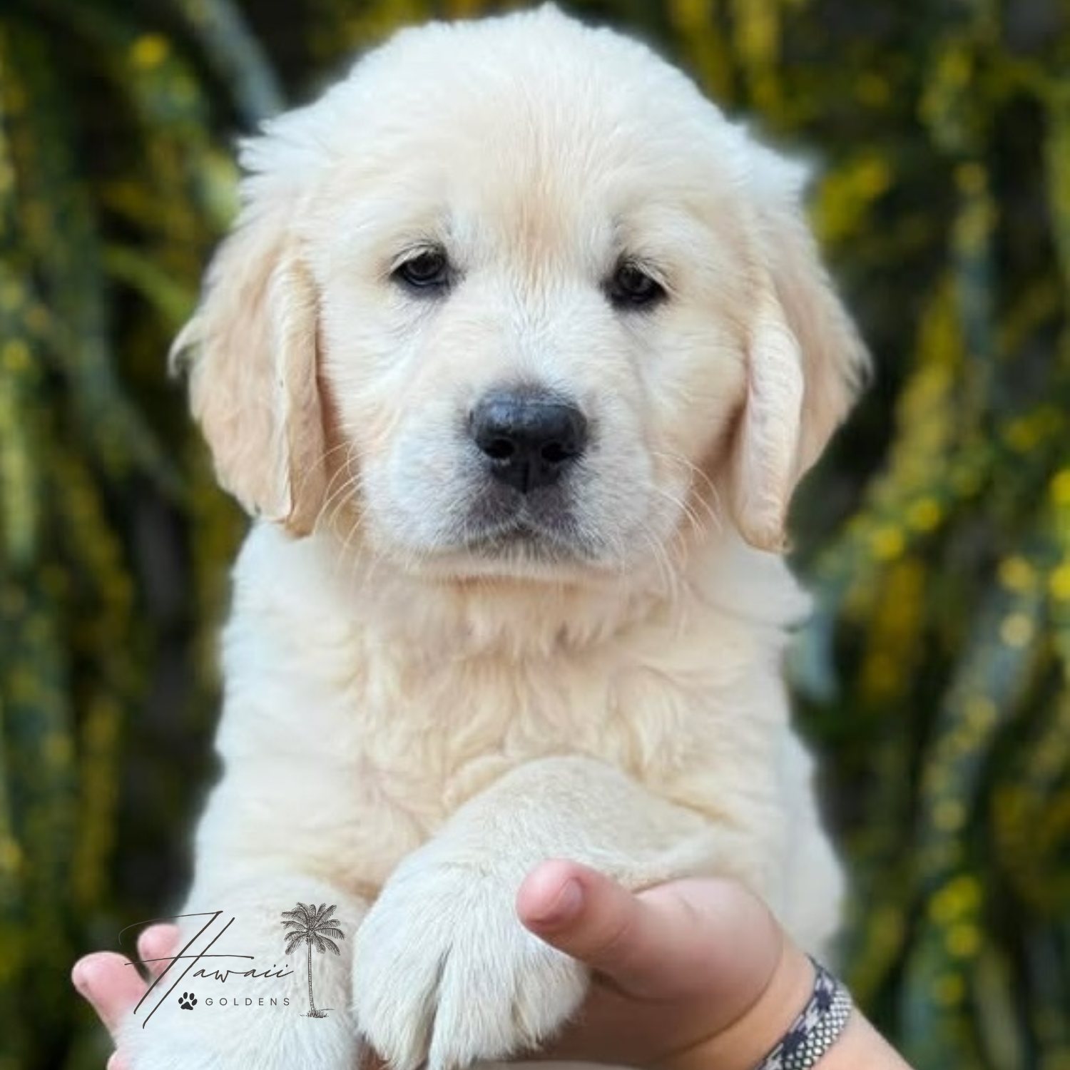 February Litter – Darby x Buddy photo 1