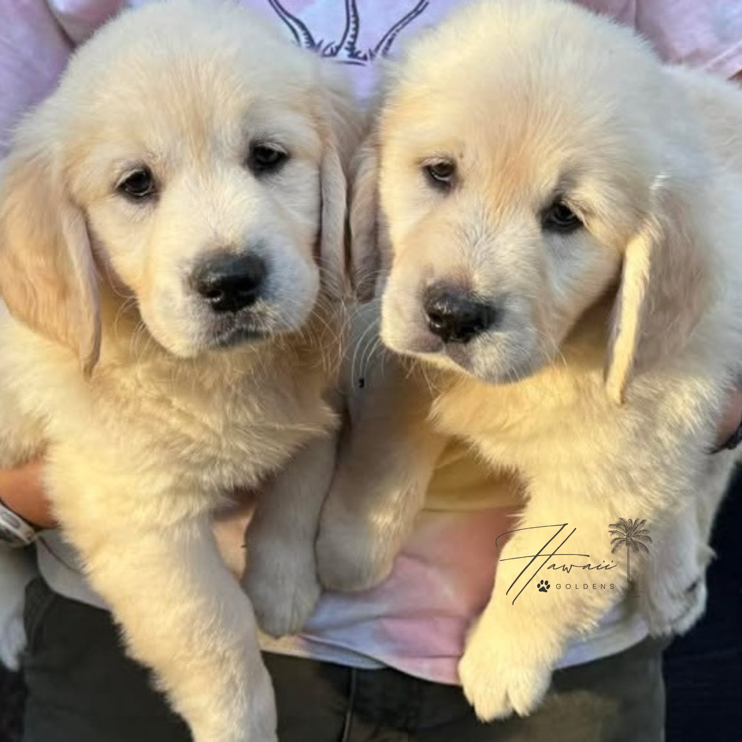 February Litter – Darby x Buddy photo 3