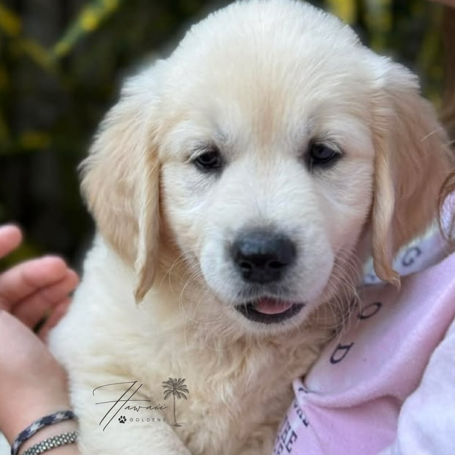 AKC Upcoming Fall 2026 Litters – Applications Are Open photo 8