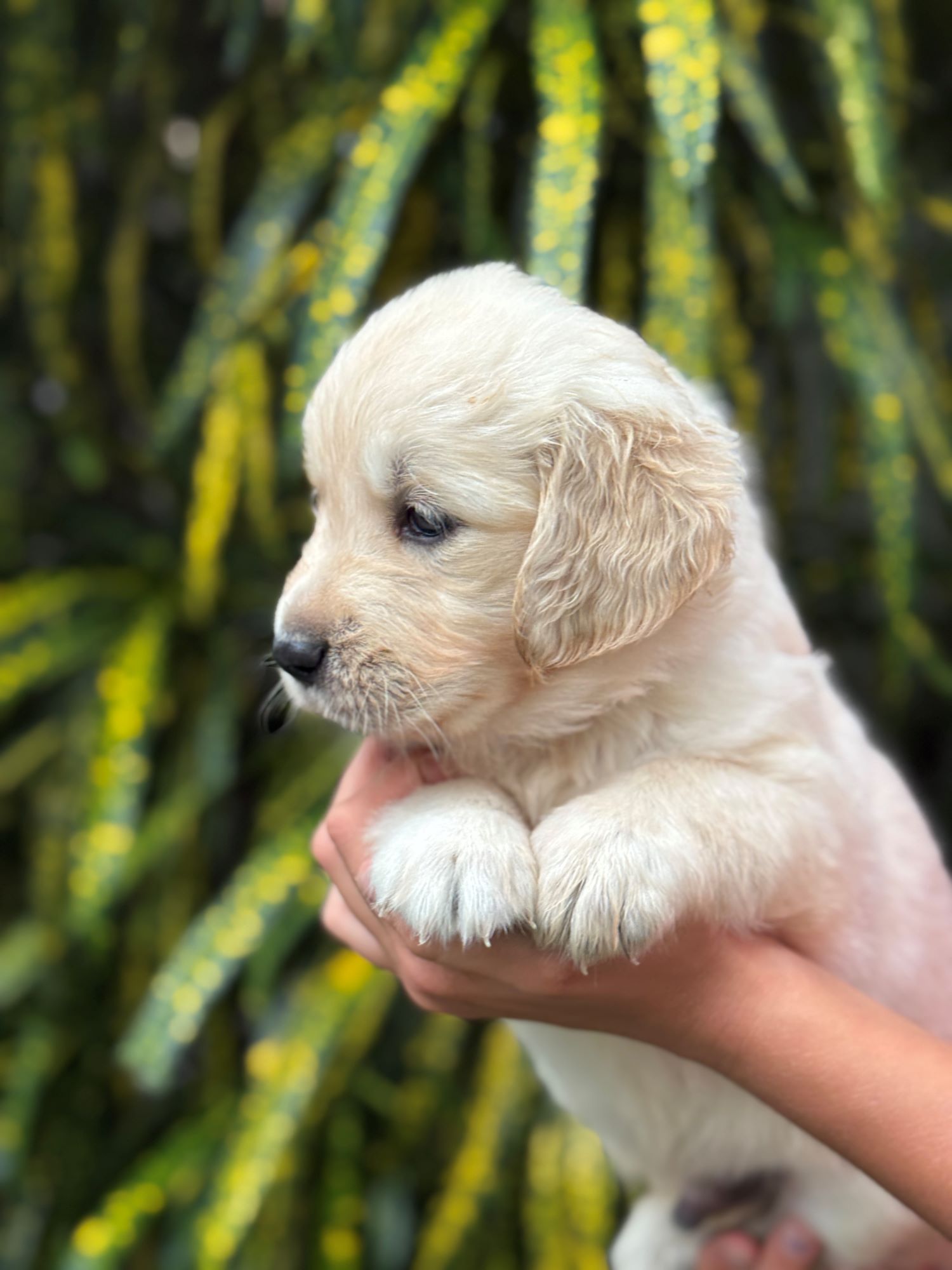 Golden retriever puppy at ease
