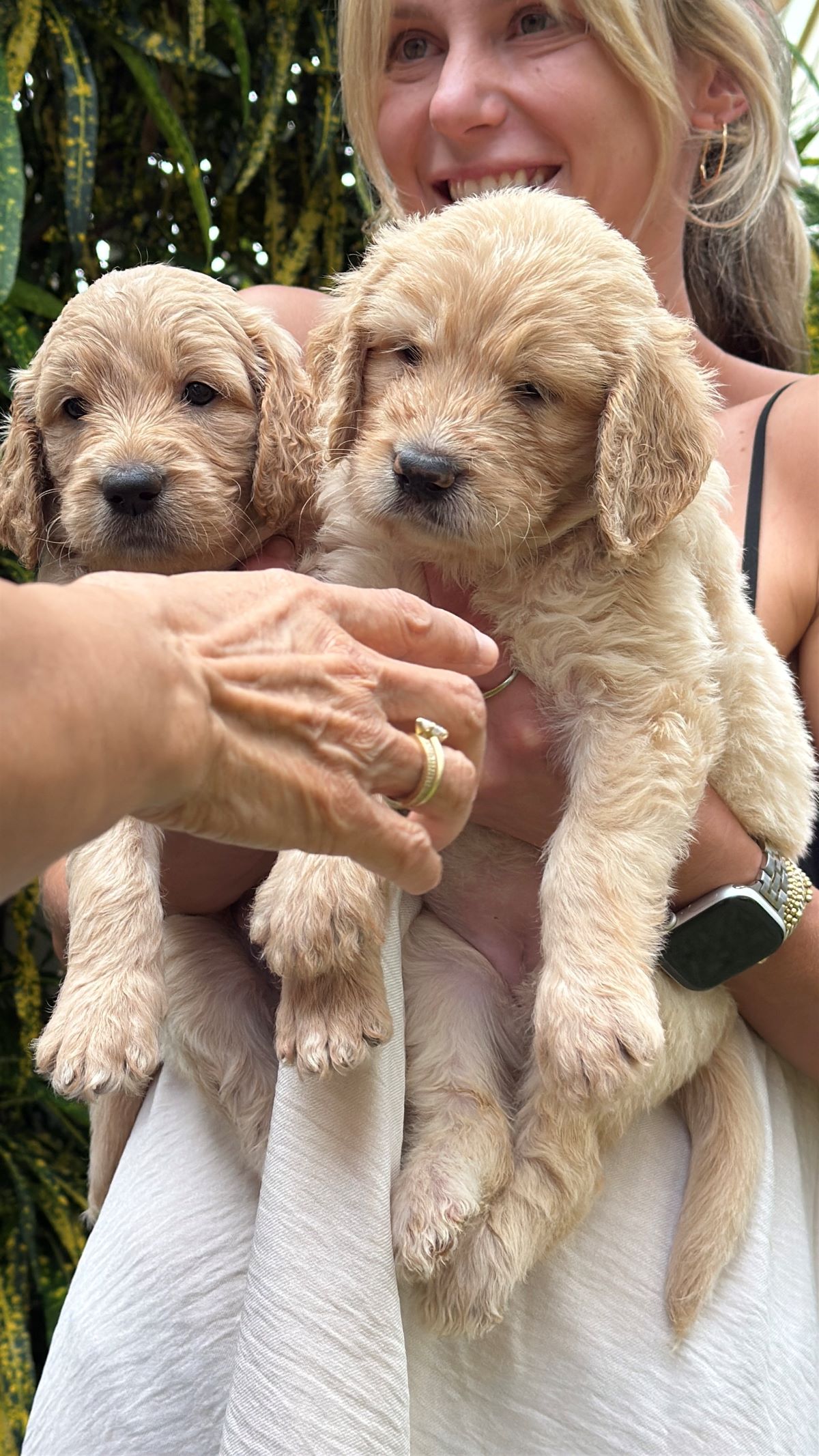 December 2025 litter – All Sold photo 1