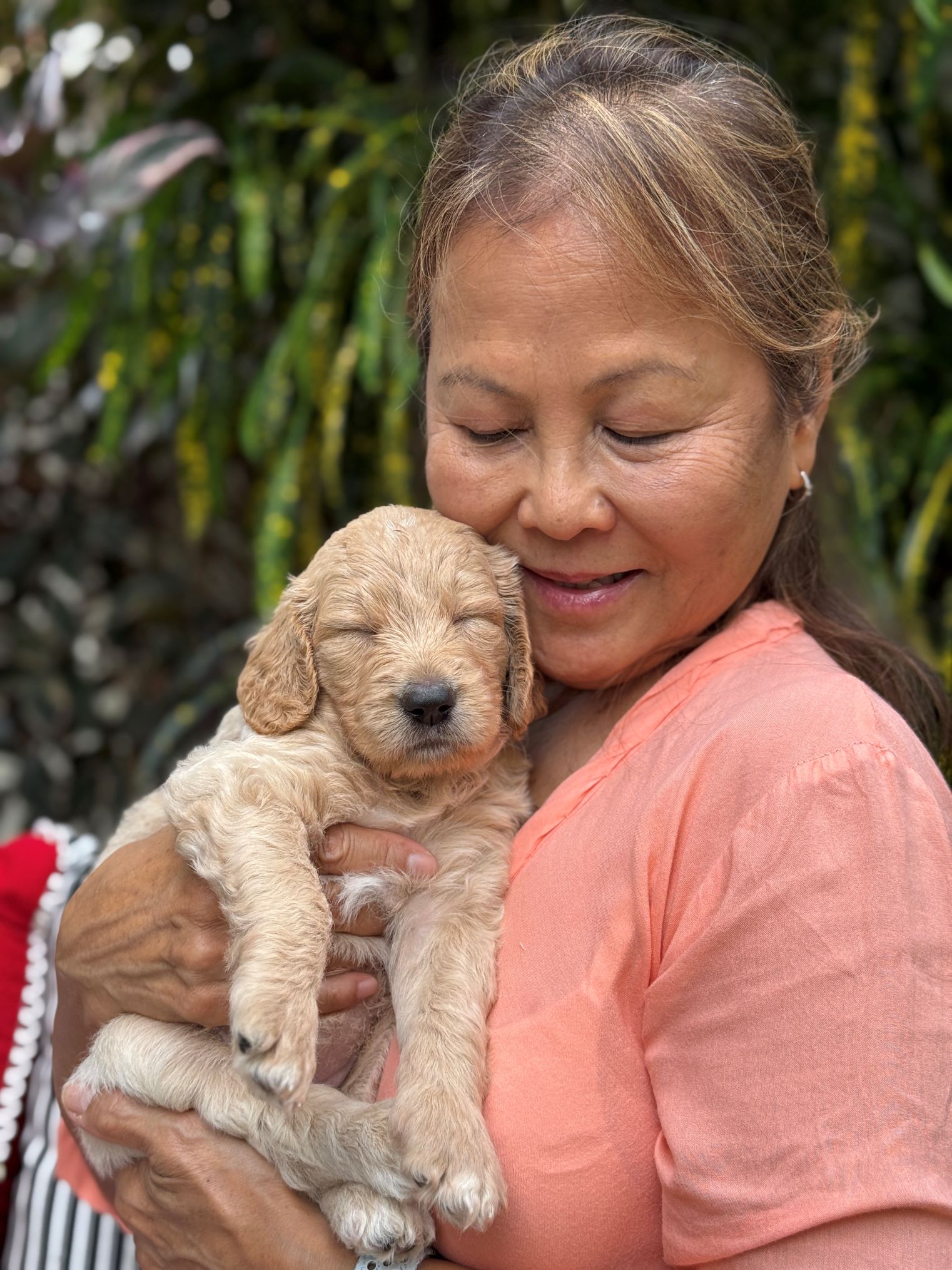 Eight week old golden puppy