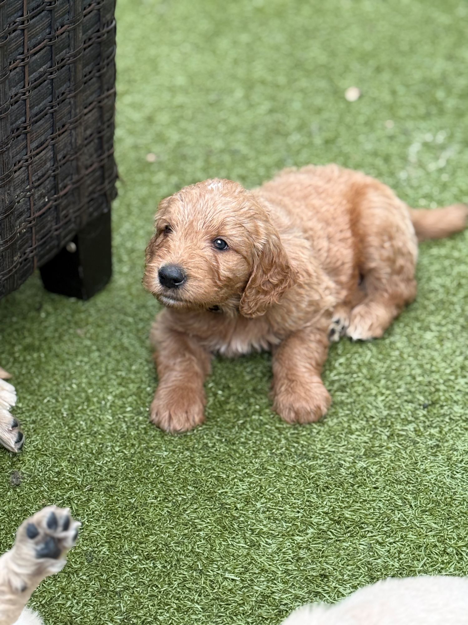 Calm golden puppy