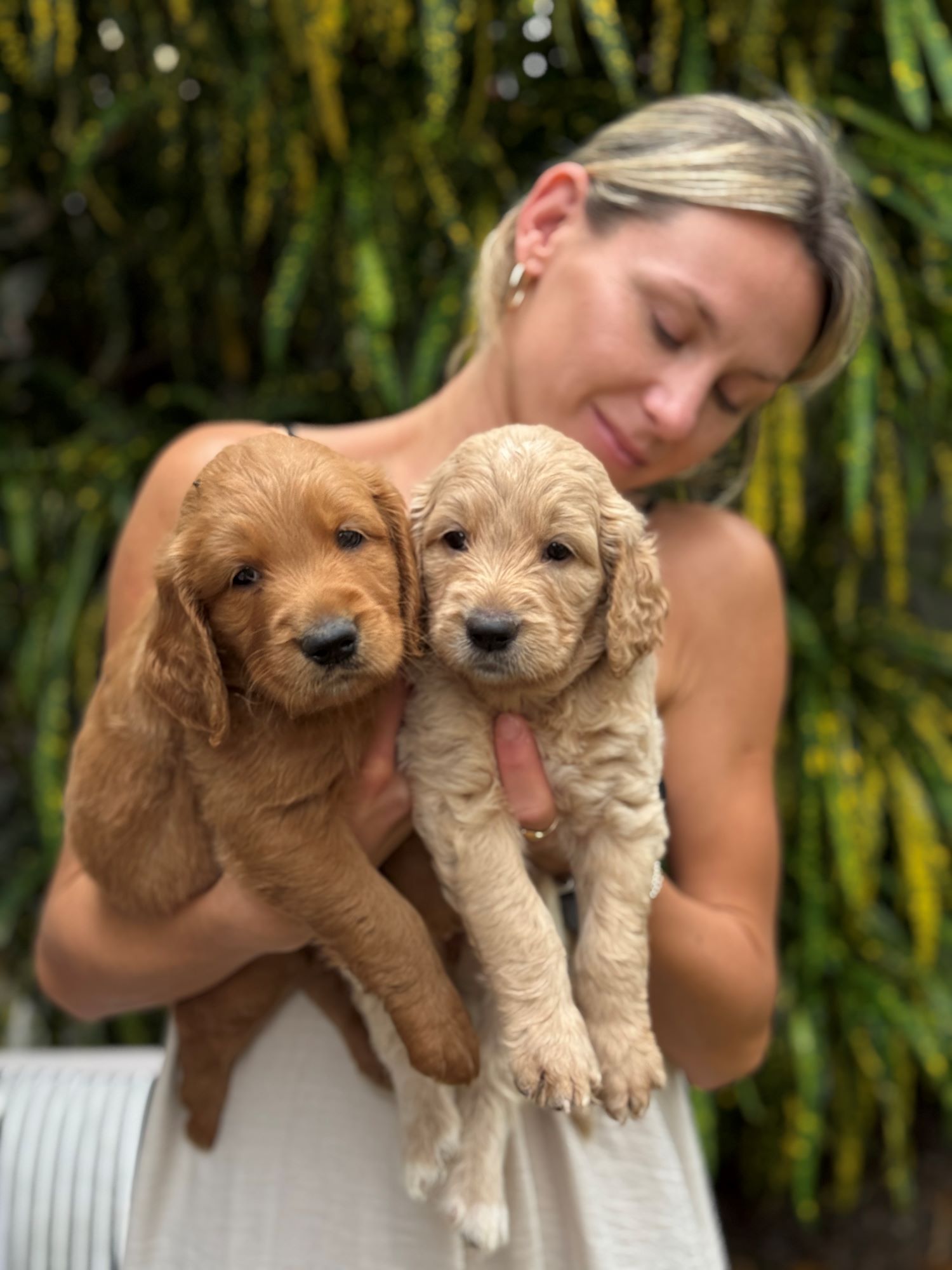 Golden retriever puppy at mealtime