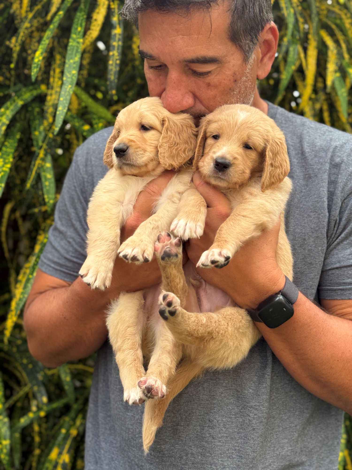 Napping golden puppy