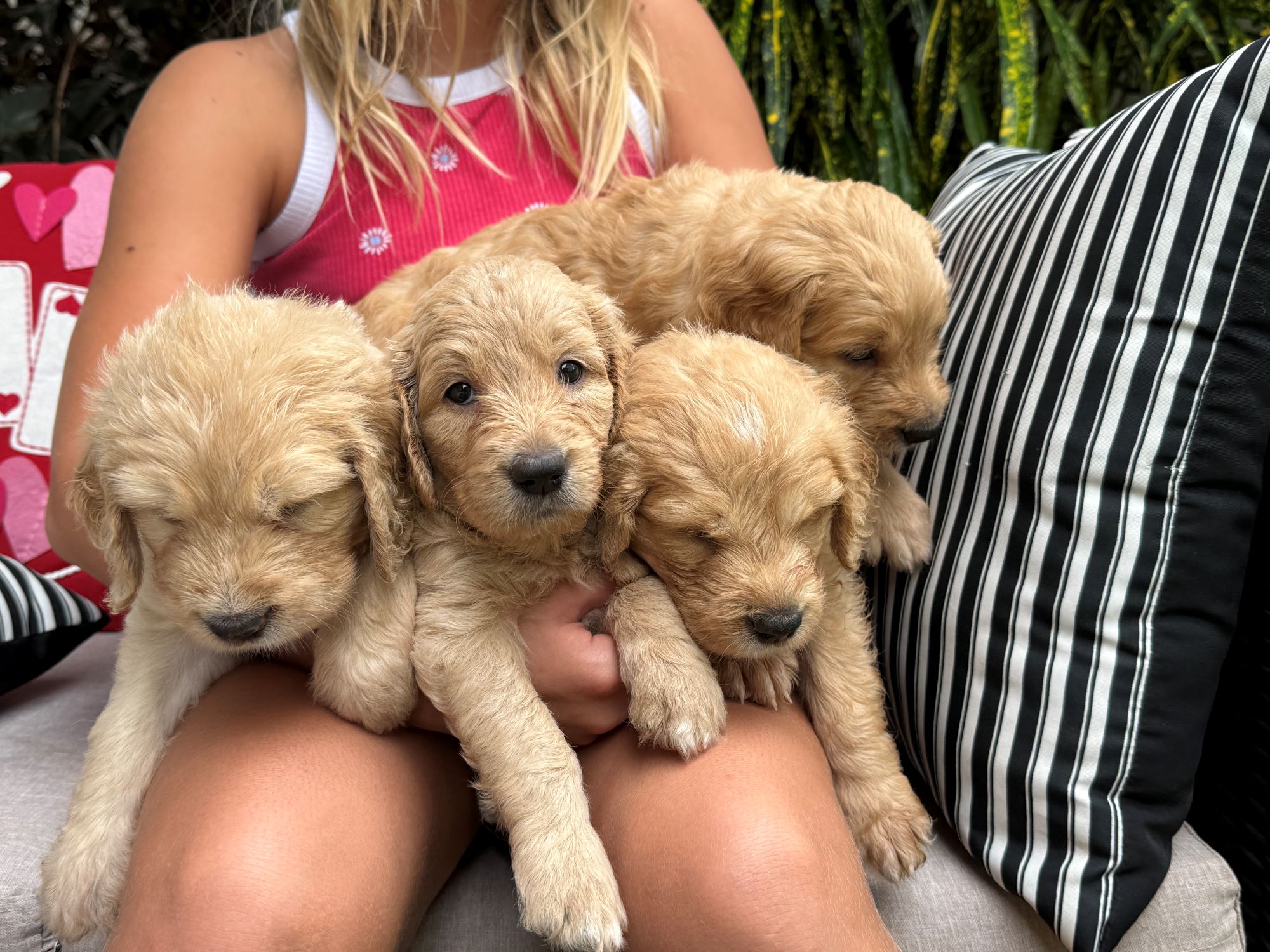 Golden retriever puppies settling together