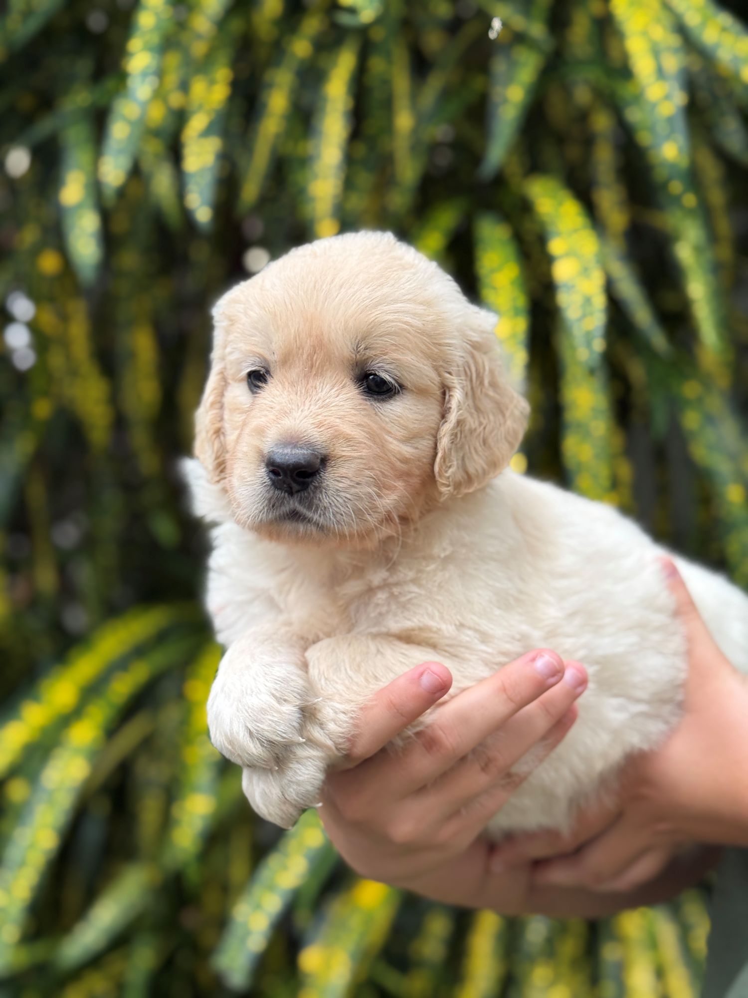 Golden retriever puppy on a mat