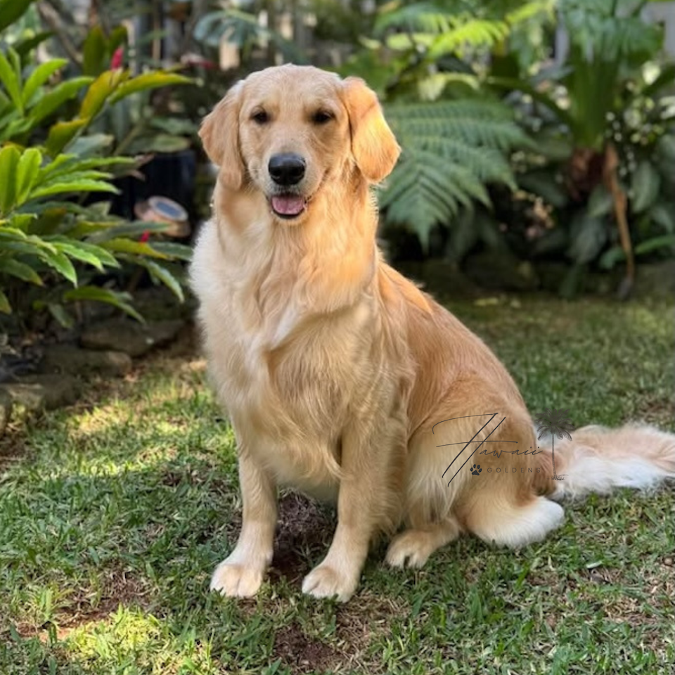 Mango
