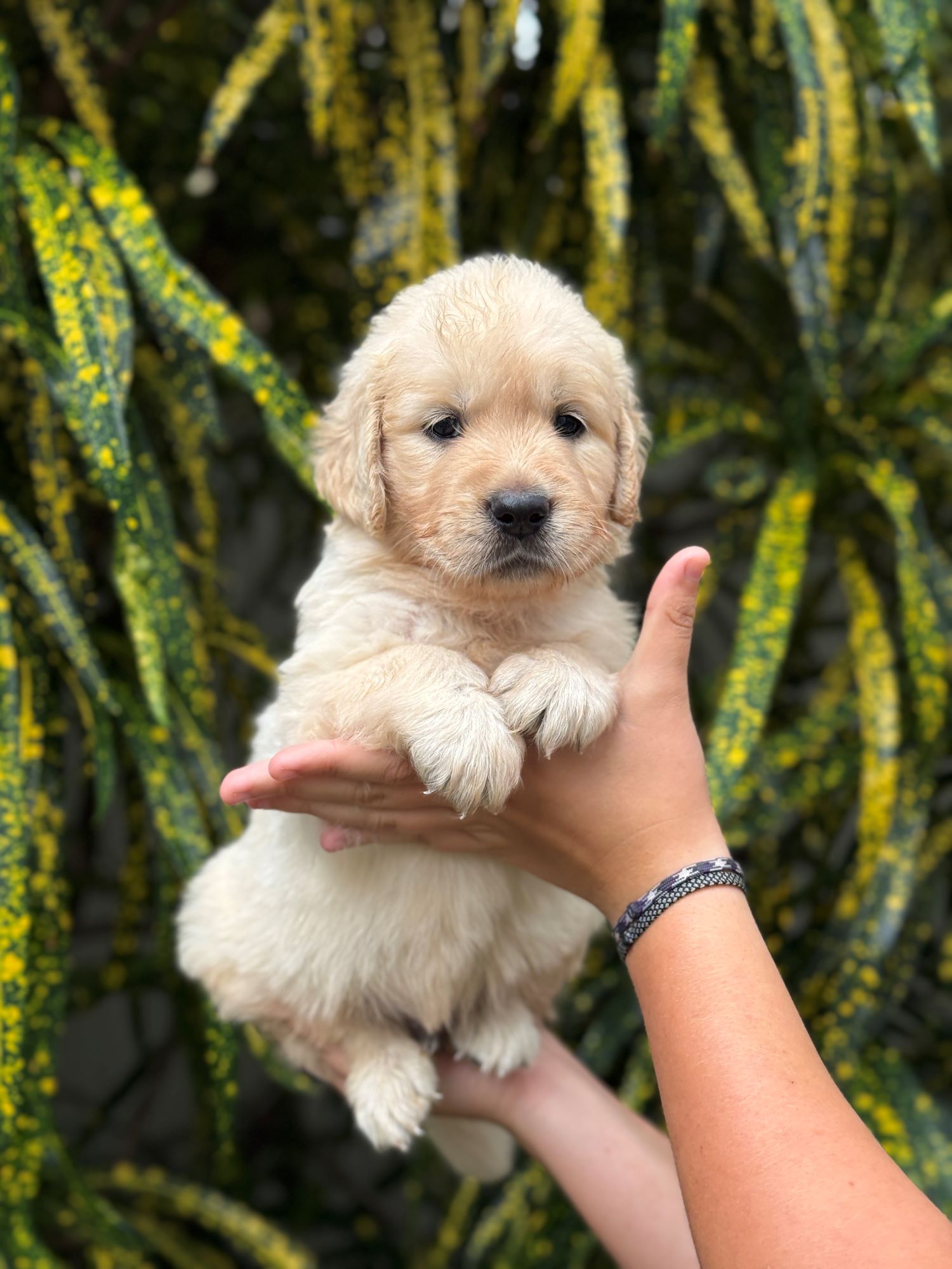 Calm golden retriever puppy