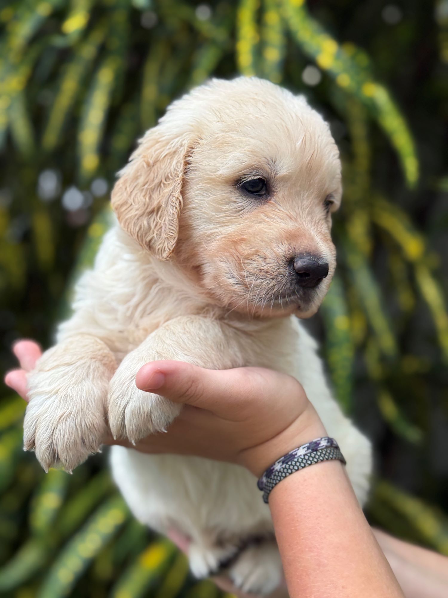 Golden retriever puppy resting