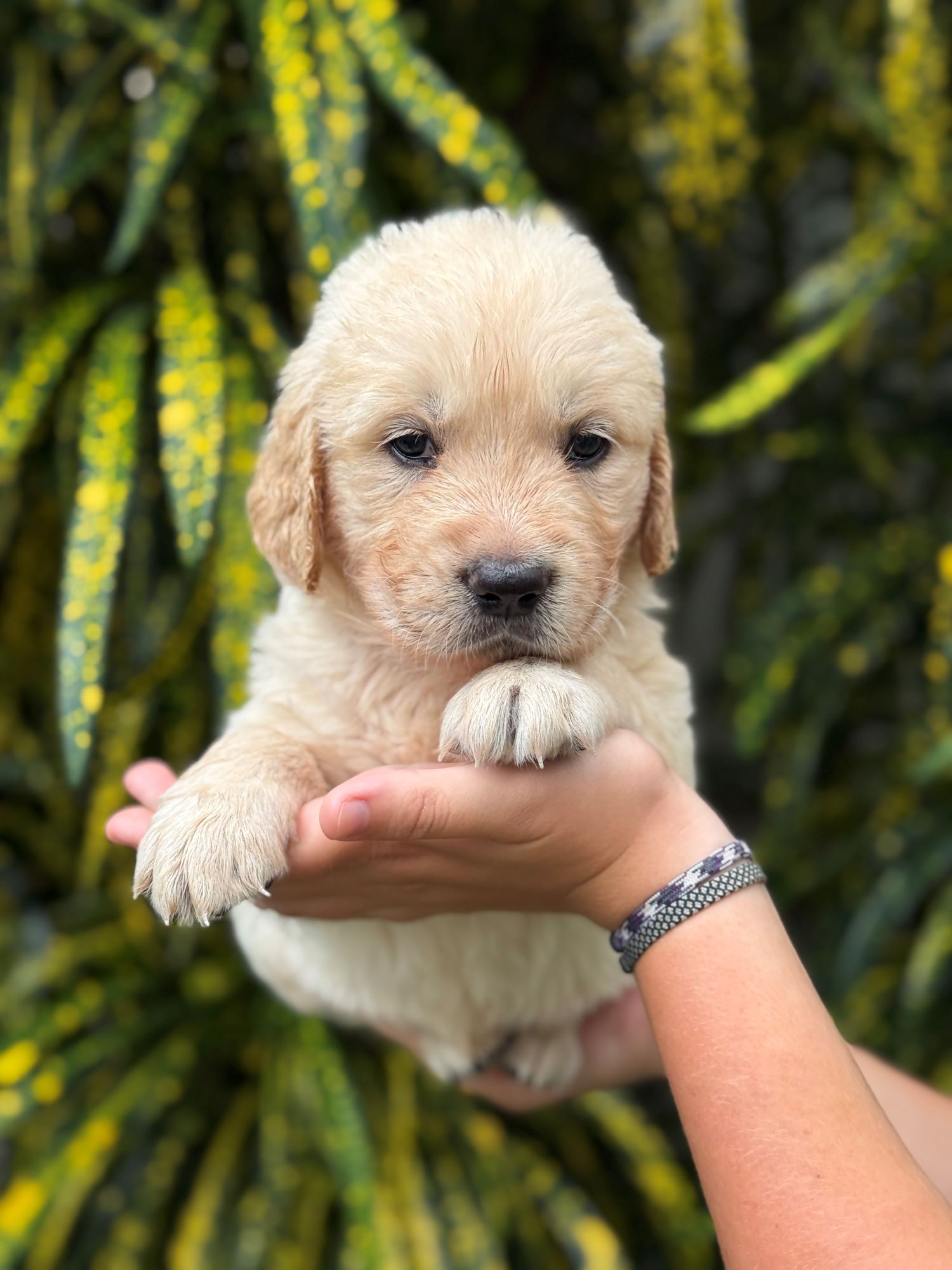 Koa photo 3