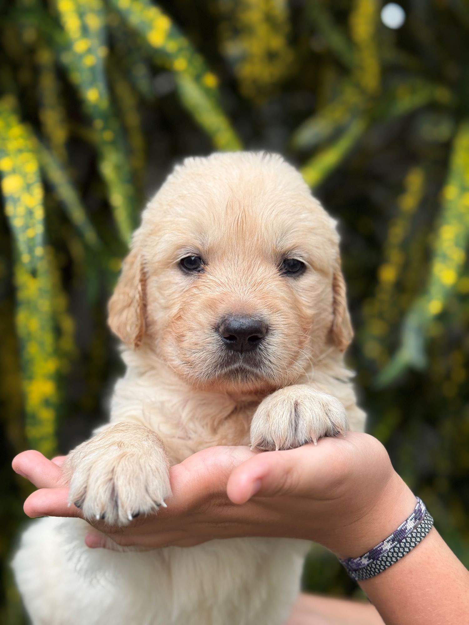 Koa photo 1