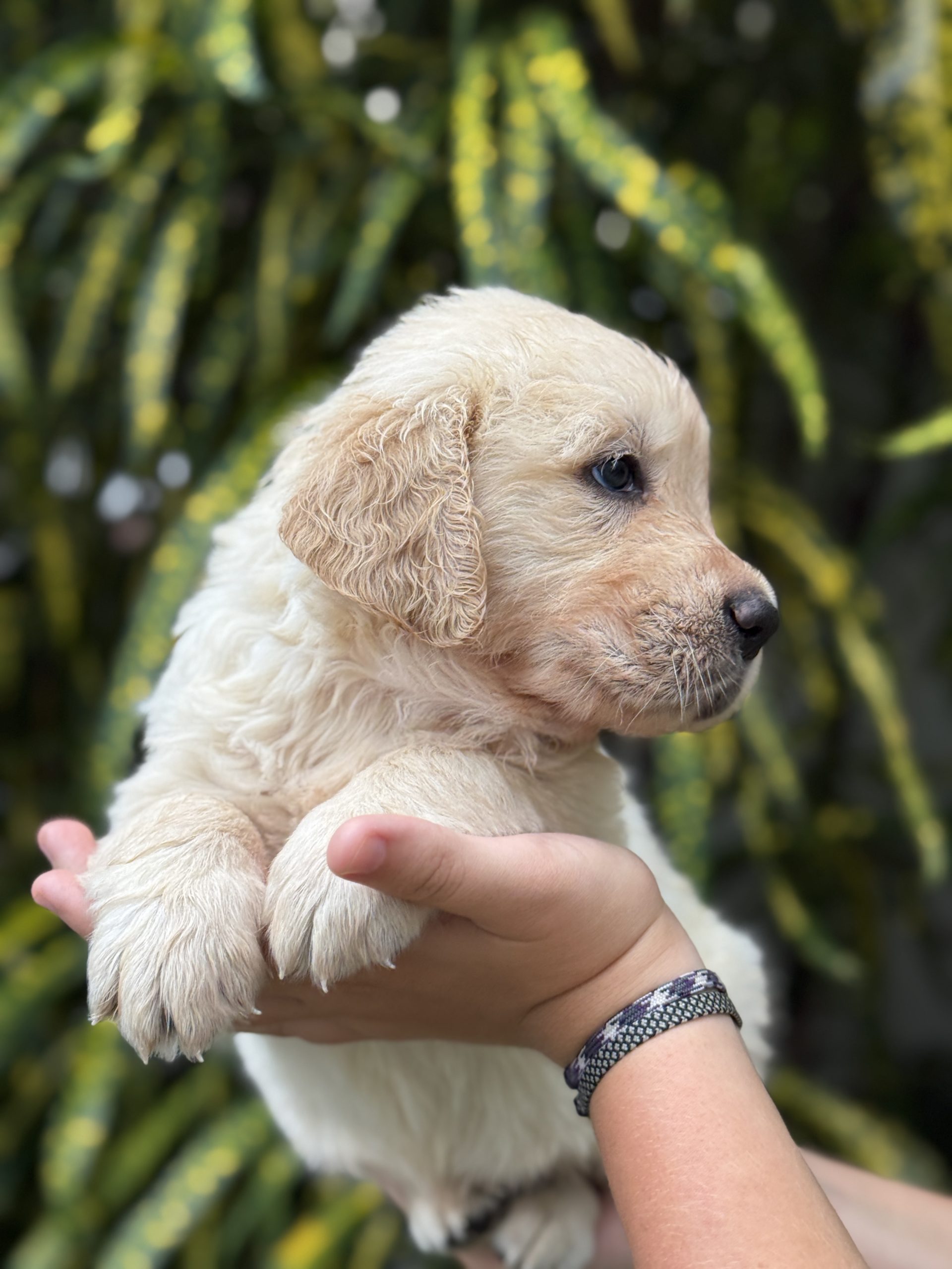 Koa photo 4