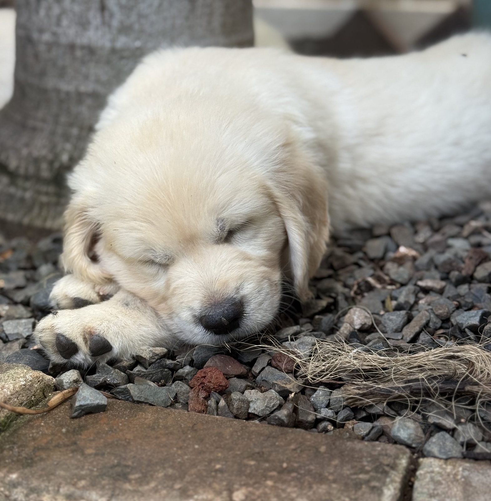 February Litter – Darby x Buddy photo 4