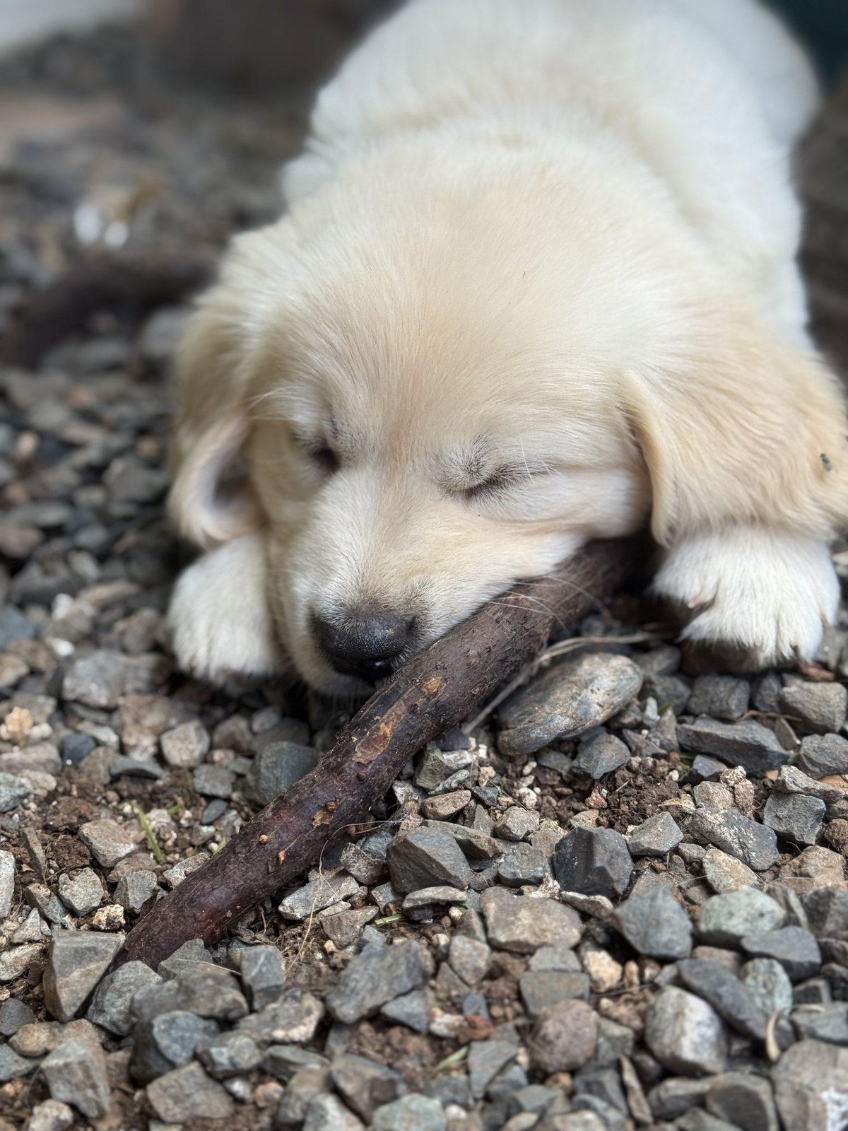 February Litter – Darby x Buddy photo 5