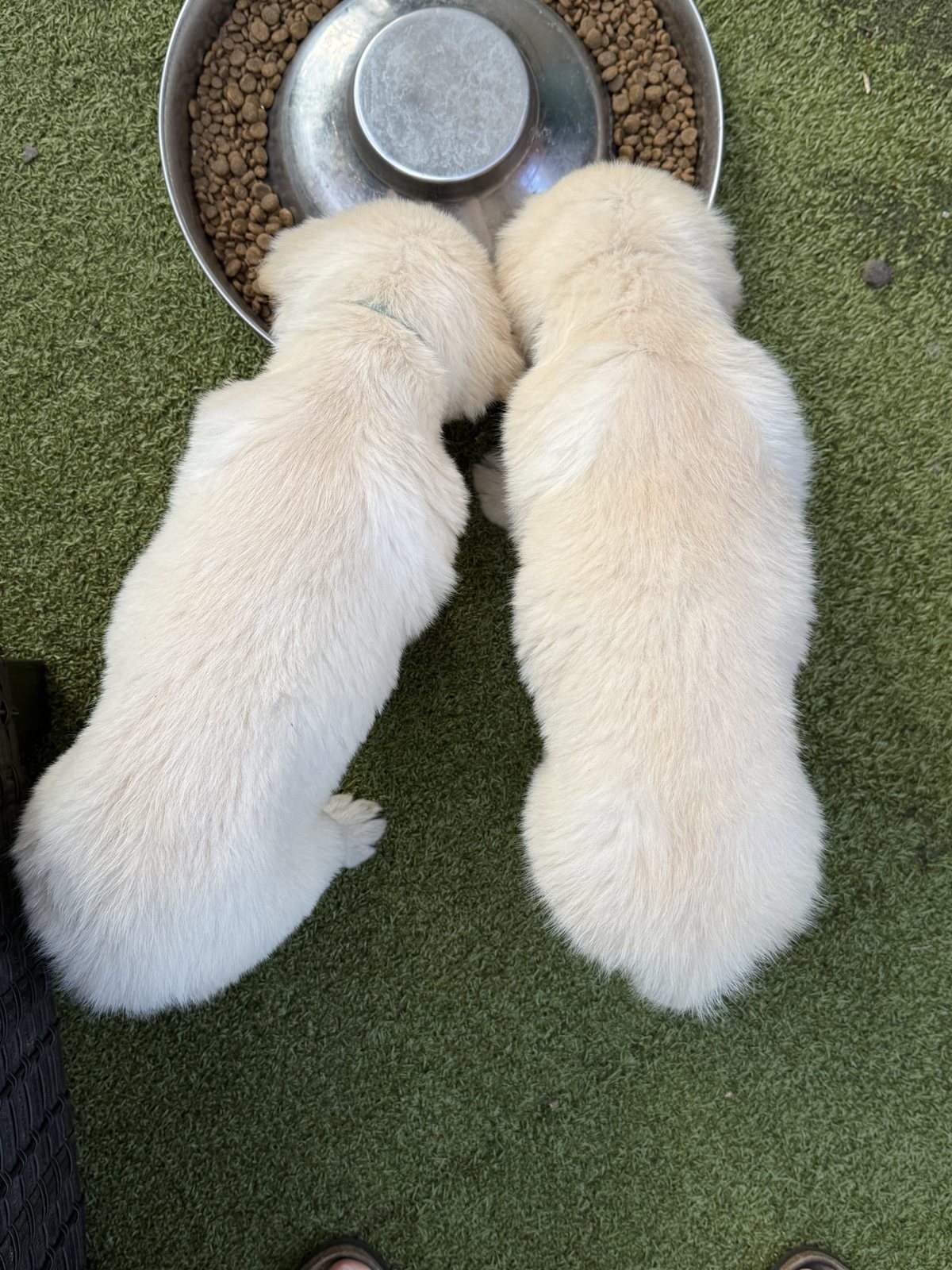 February Litter – Darby x Buddy photo 7