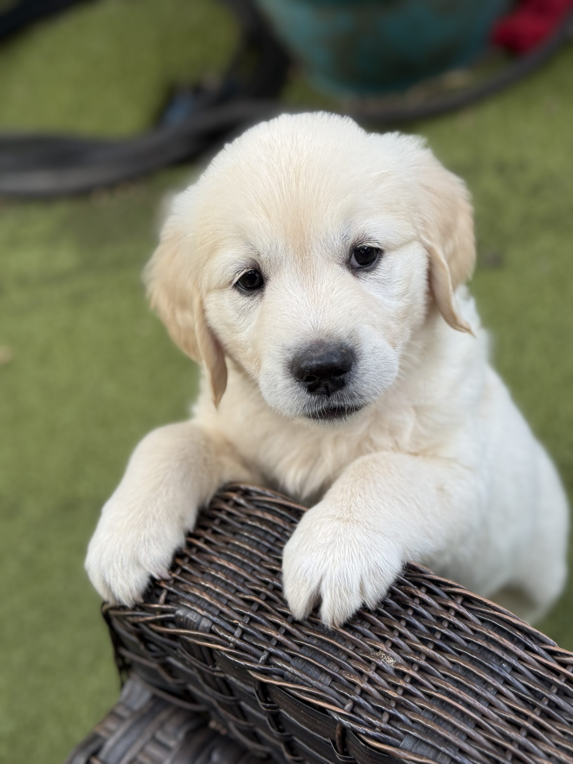 AKC Upcoming Fall 2026 Litters – Applications Are Open photo 3