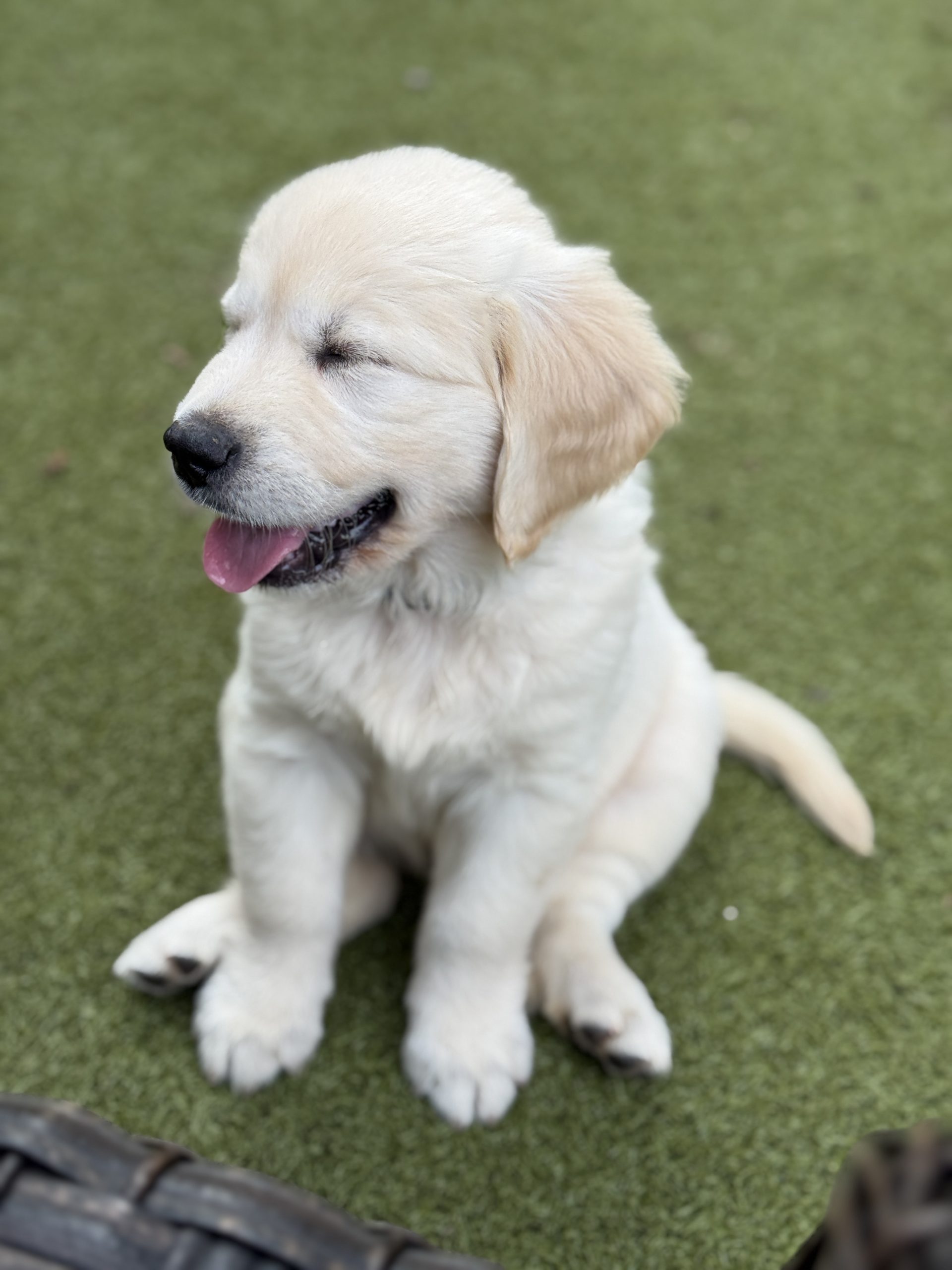 AKC Upcoming Fall 2026 Litters – Applications Are Open photo 1