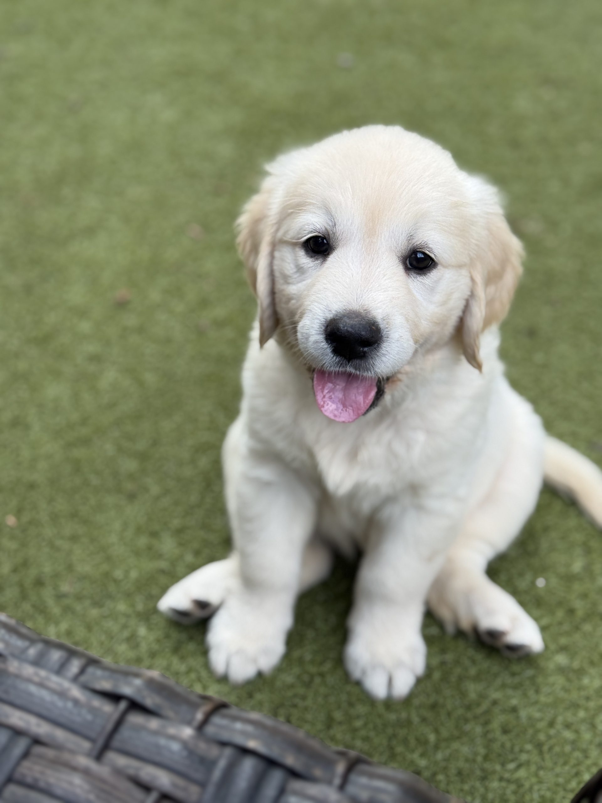 AKC Upcoming Fall 2026 Litters – Applications Are Open photo 2