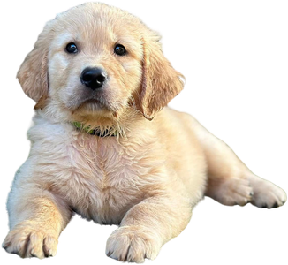 A golden retriever puppy lying down