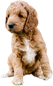 A goldendoodle puppy