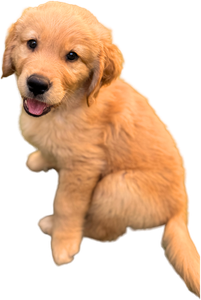 A golden retriever puppy