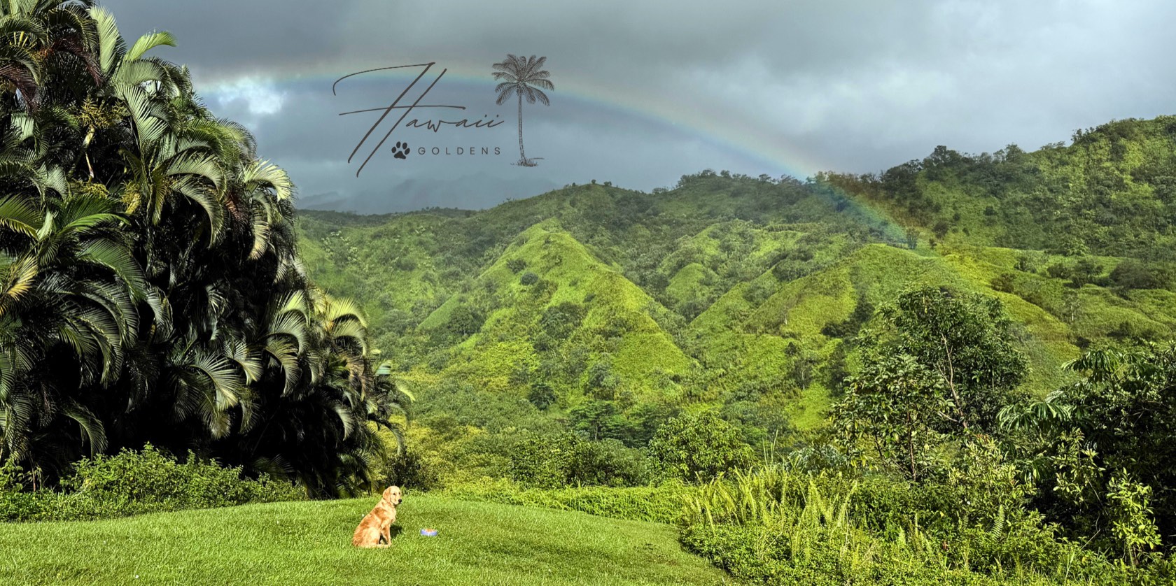 Lush green Oʻahu mountains with a rainbow and a golden retriever on the lawn