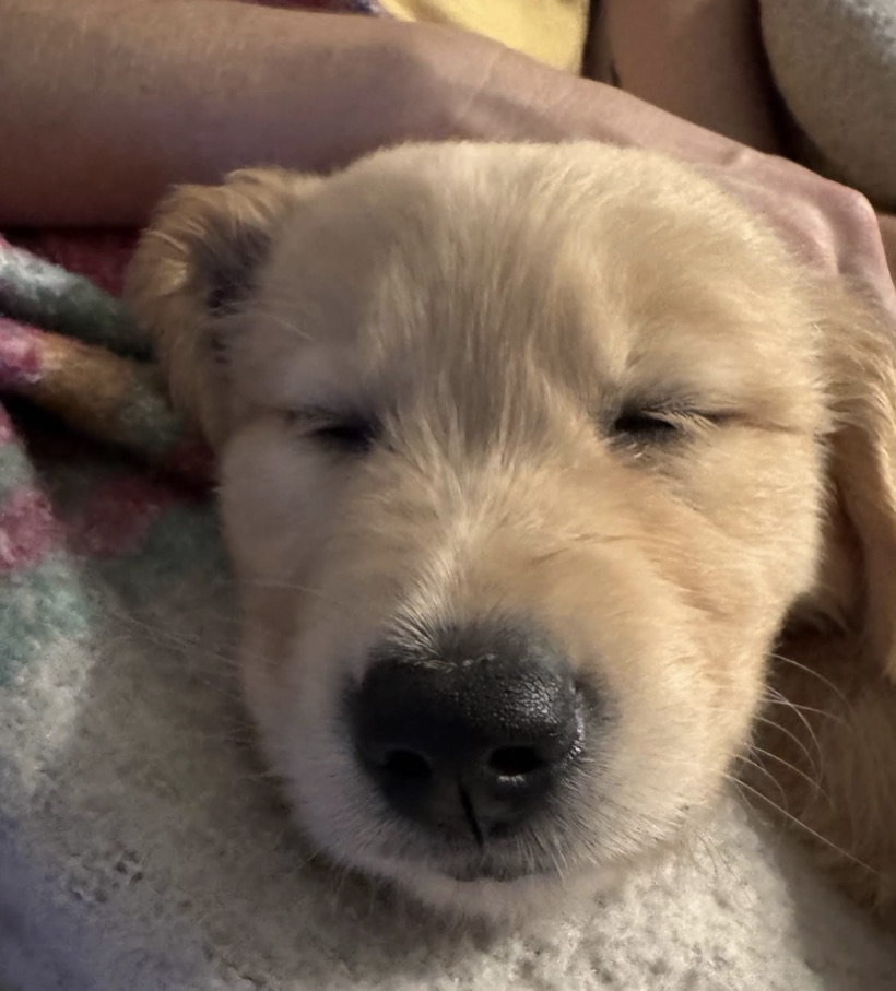 A sleepy golden retriever puppy resting on a soft blanket