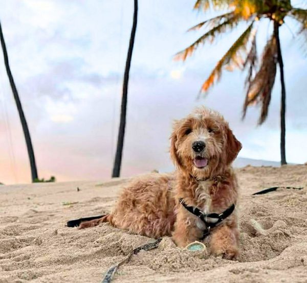 A goldendoodle lying on an Oʻahu beach at sunset
