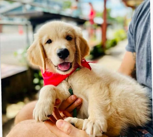 A golden retriever puppy in a red bandana, cradled in someone's arms